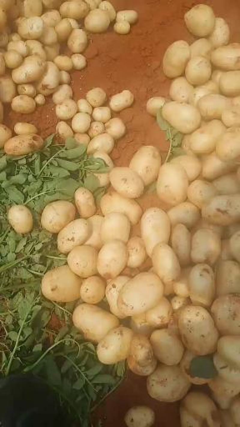 云南文山土豆土豆大量上市
