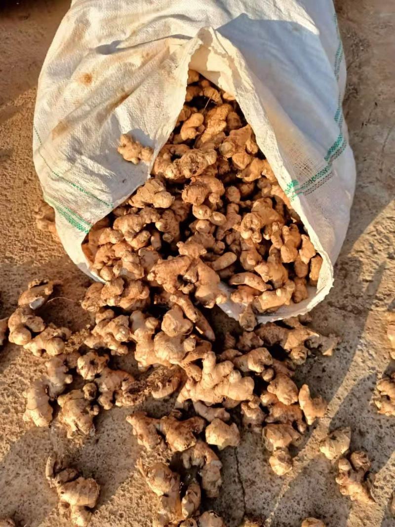 缅甸进口生态碎姜,产地直供,