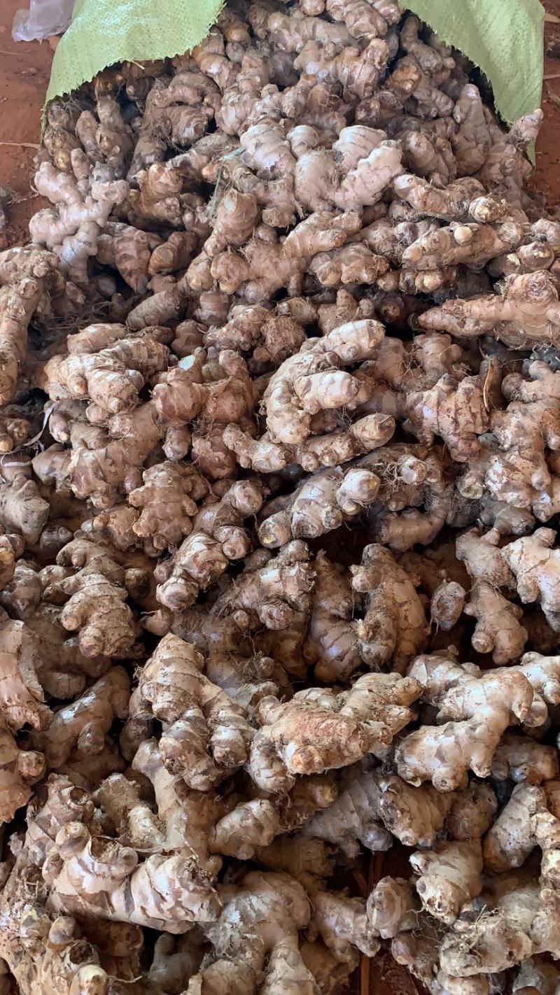 缅甸进口生态碎姜,产地直供,