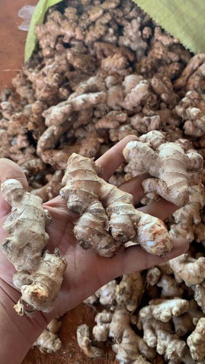 缅甸进口生态碎姜,产地直供,