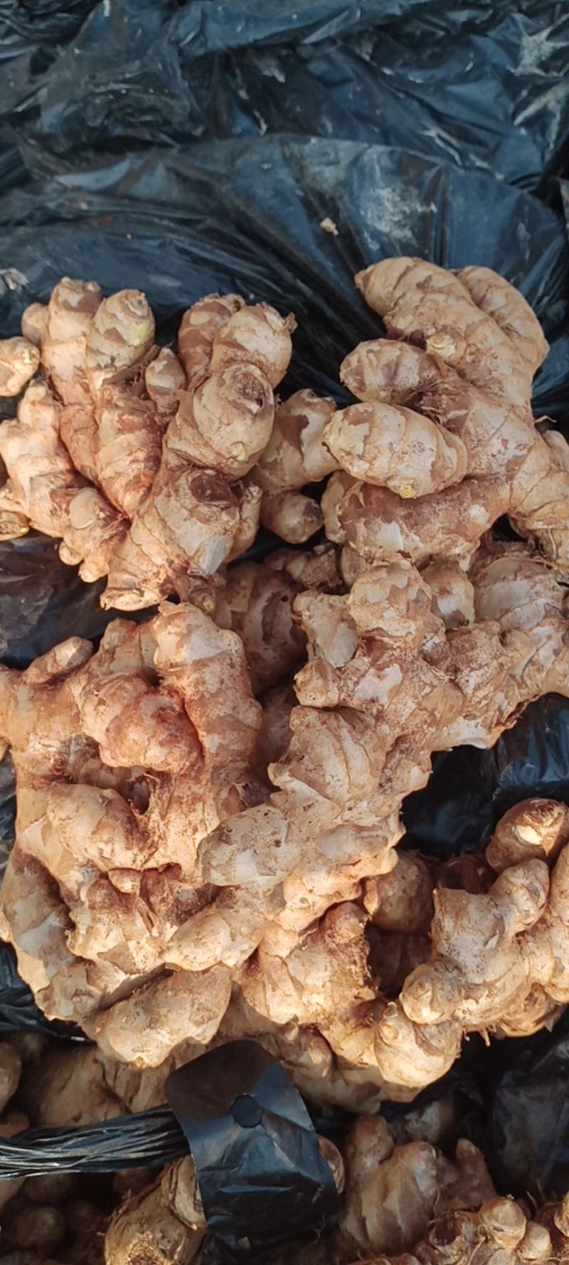 缅甸进口生态碎姜,产地直供,