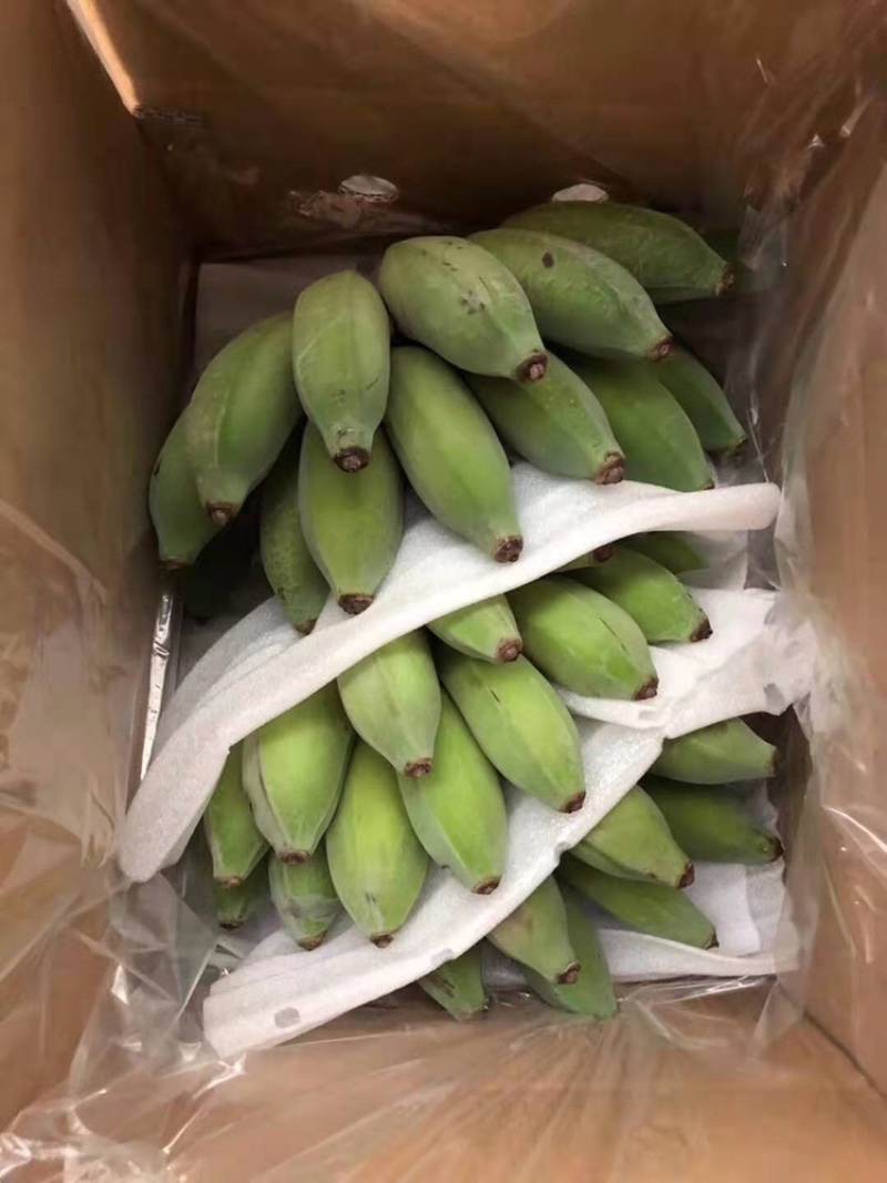 云南西双版纳正宗芭蕉非香蕉非小米蕉