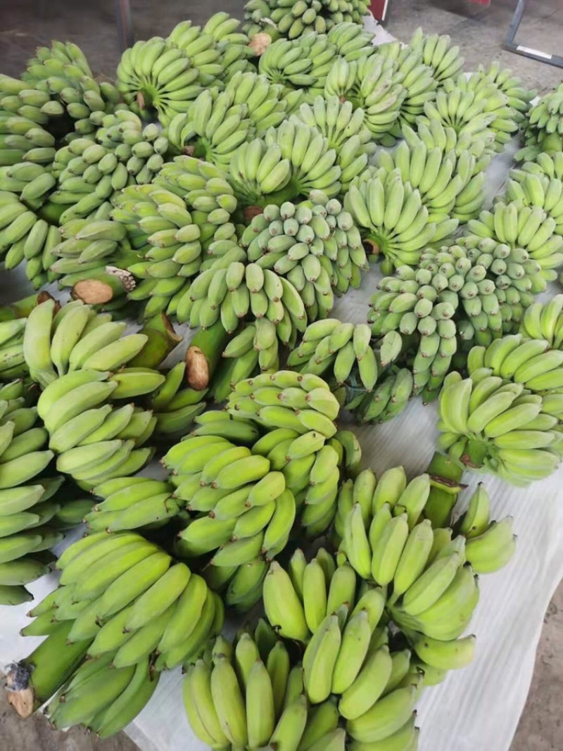 云南西双版纳正宗芭蕉非香蕉非小米蕉