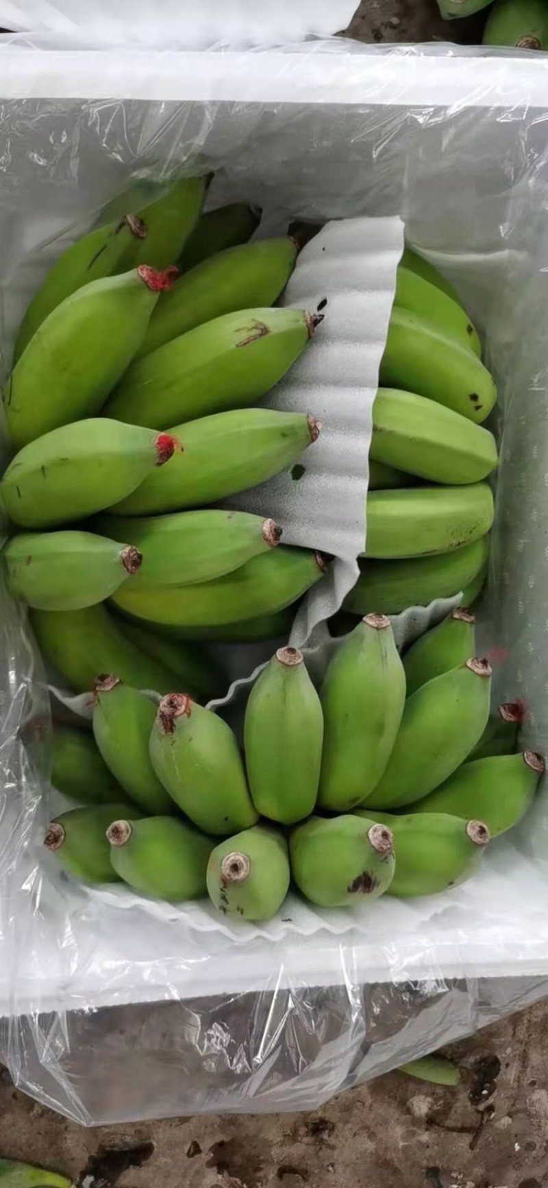 云南西双版纳正宗芭蕉非香蕉非小米蕉