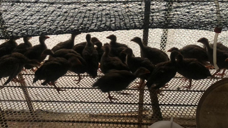 出售脱温土鸡贵妃珍珠五黑包活到家防疫到位