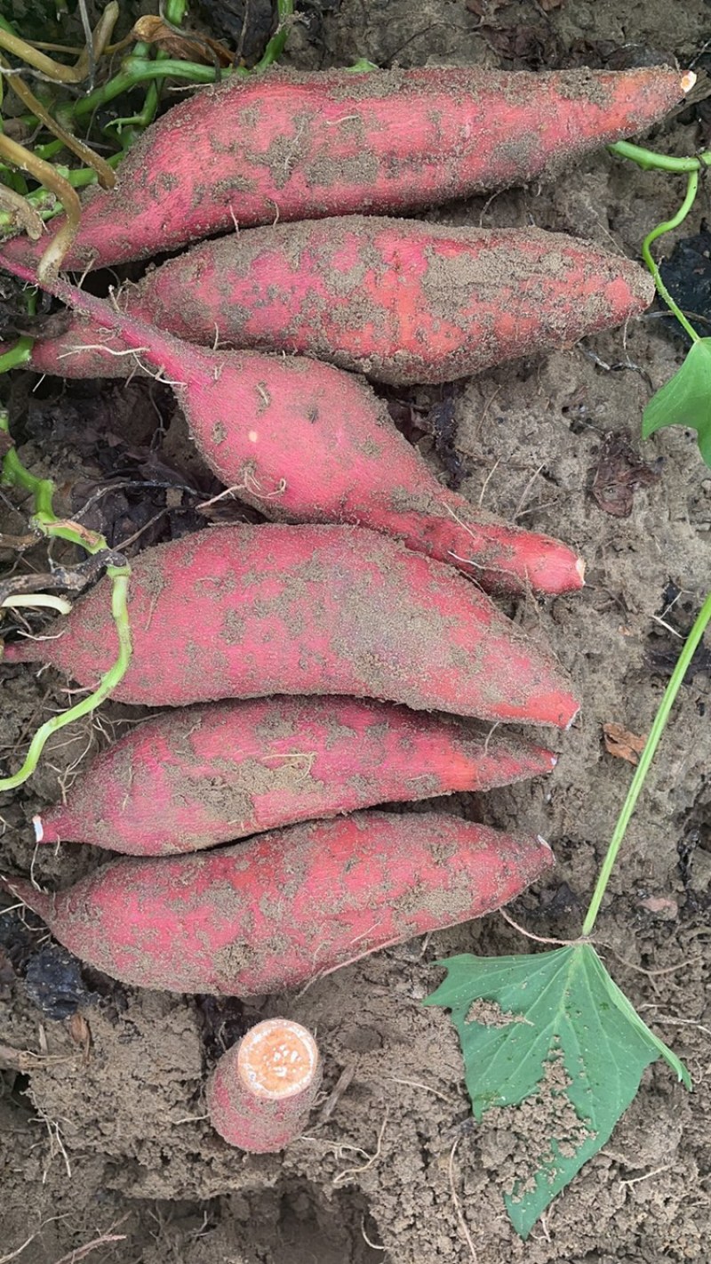 广东红薯莺歌红红薯产地现挖现卖规格齐全价格便宜