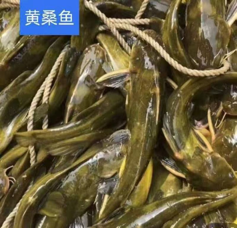 黄骨鱼苗