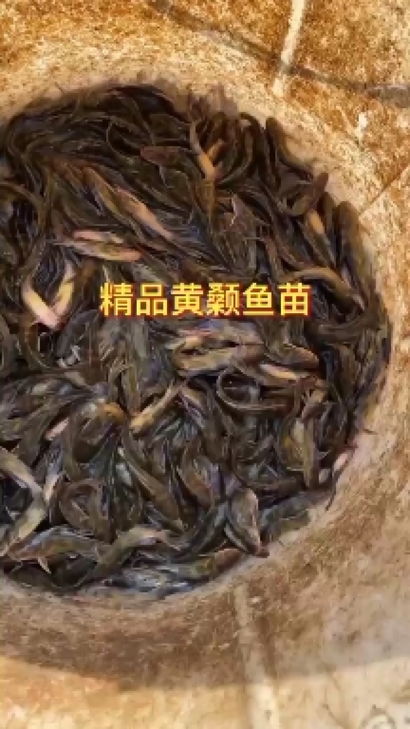黄骨鱼苗