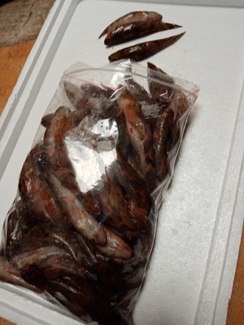 冰鲜笋壳鱼，冰冻笋壳鱼，海南水库原生态笋壳鱼可以长期合作