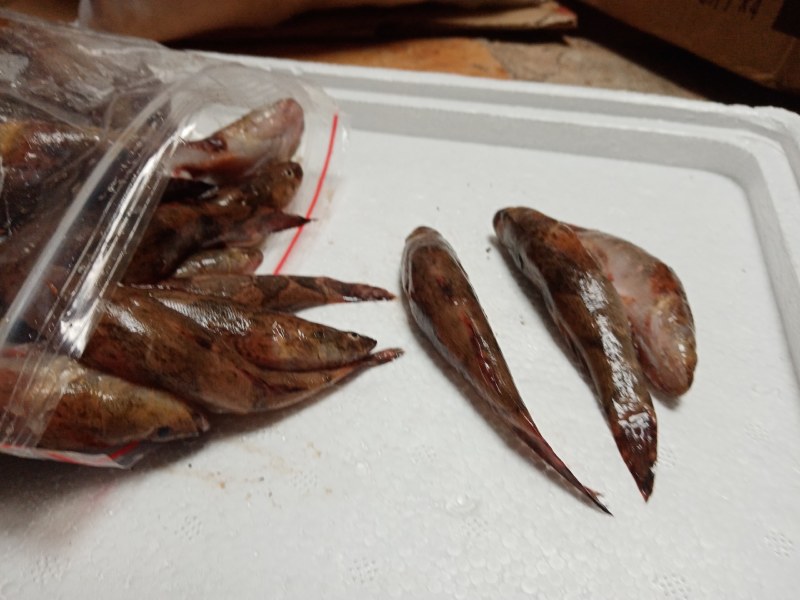 冰鲜笋壳鱼，冰冻笋壳鱼，海南水库原生态笋壳鱼可以长期合作