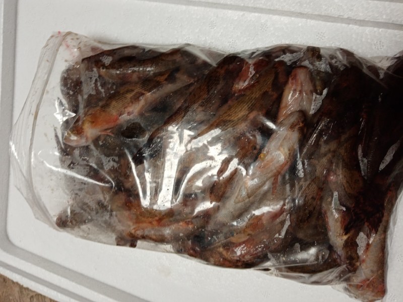冰鲜笋壳鱼，冰冻笋壳鱼，海南水库原生态笋壳鱼可以长期合作