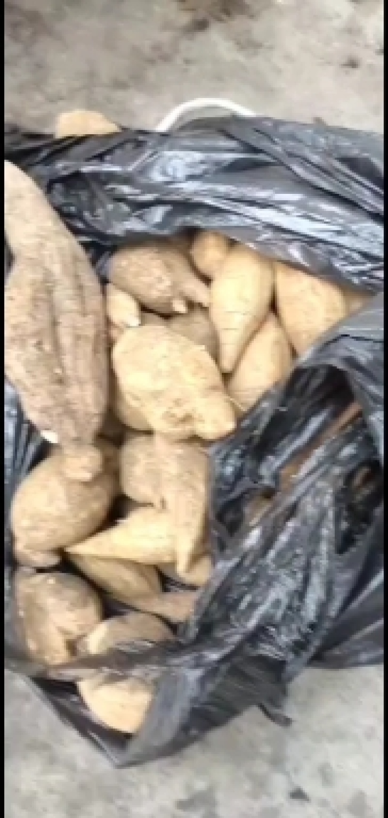 专卖野生牛大力，灵芝