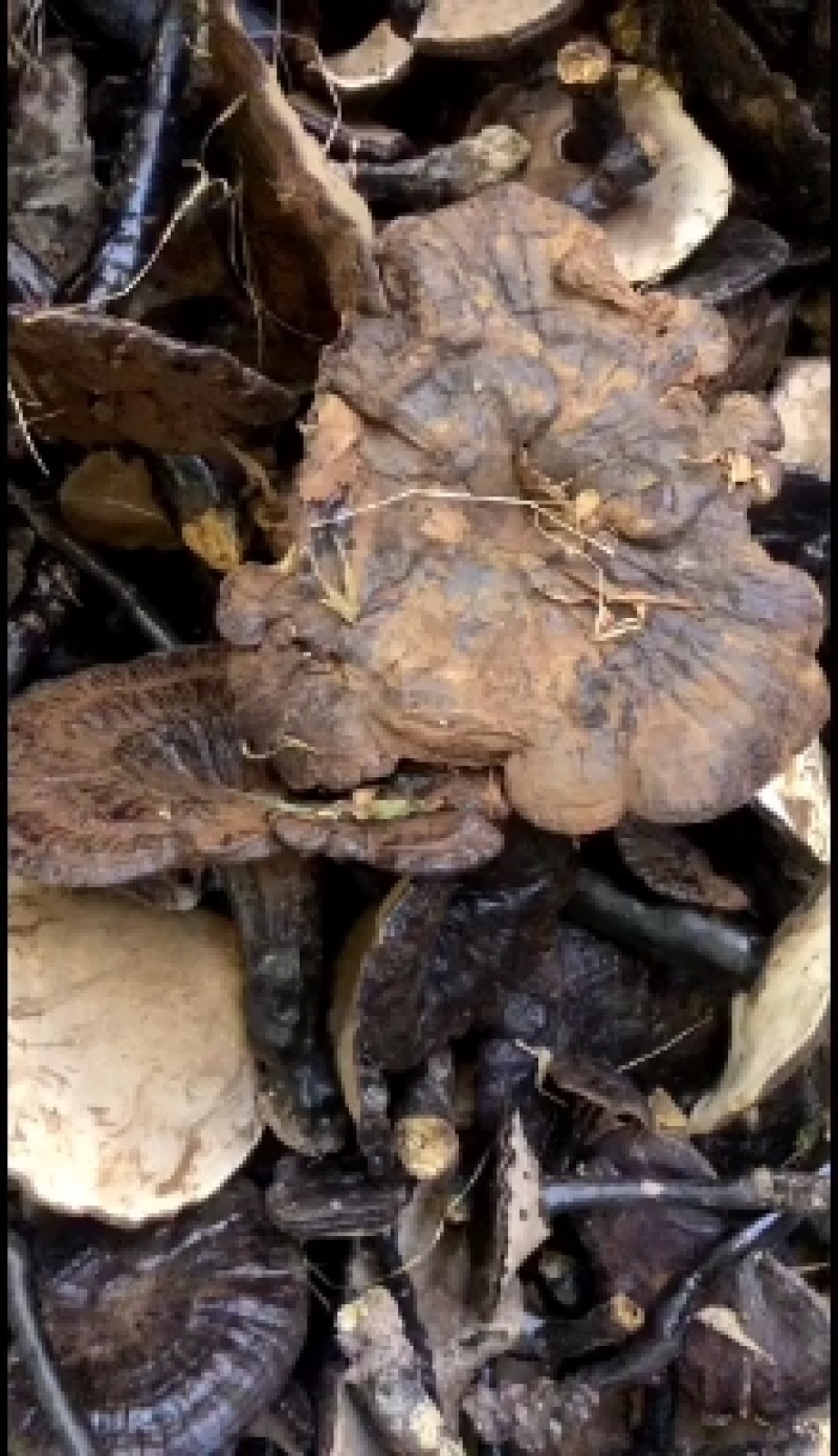 专卖野生牛大力，灵芝