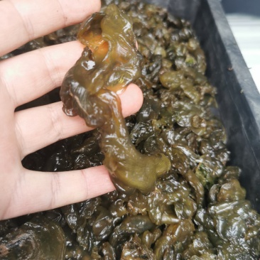 纯野生洗的干净地皮菜，无沙无杂质