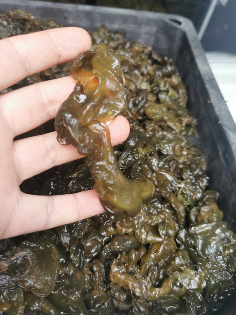 纯野生洗的干净地皮菜，无沙无杂质