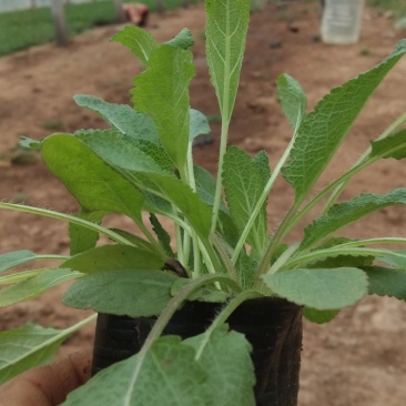 鼠尾草，地被鼠尾草，宿根鼠尾草，基地直供，现货供应