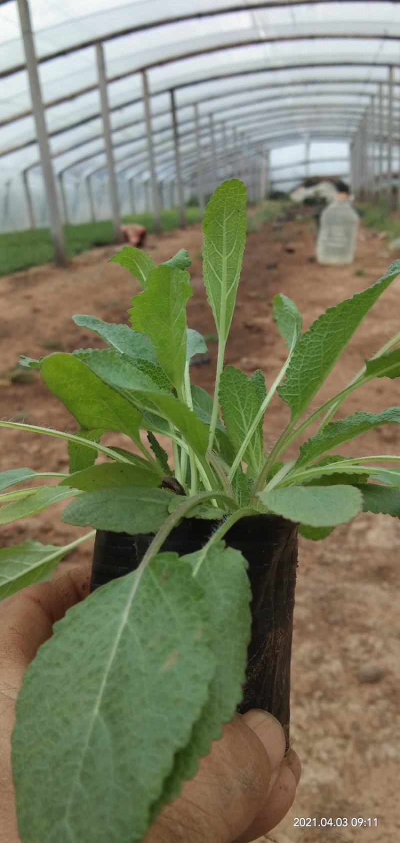 鼠尾草，地被鼠尾草，宿根鼠尾草，基地直供，现货供应