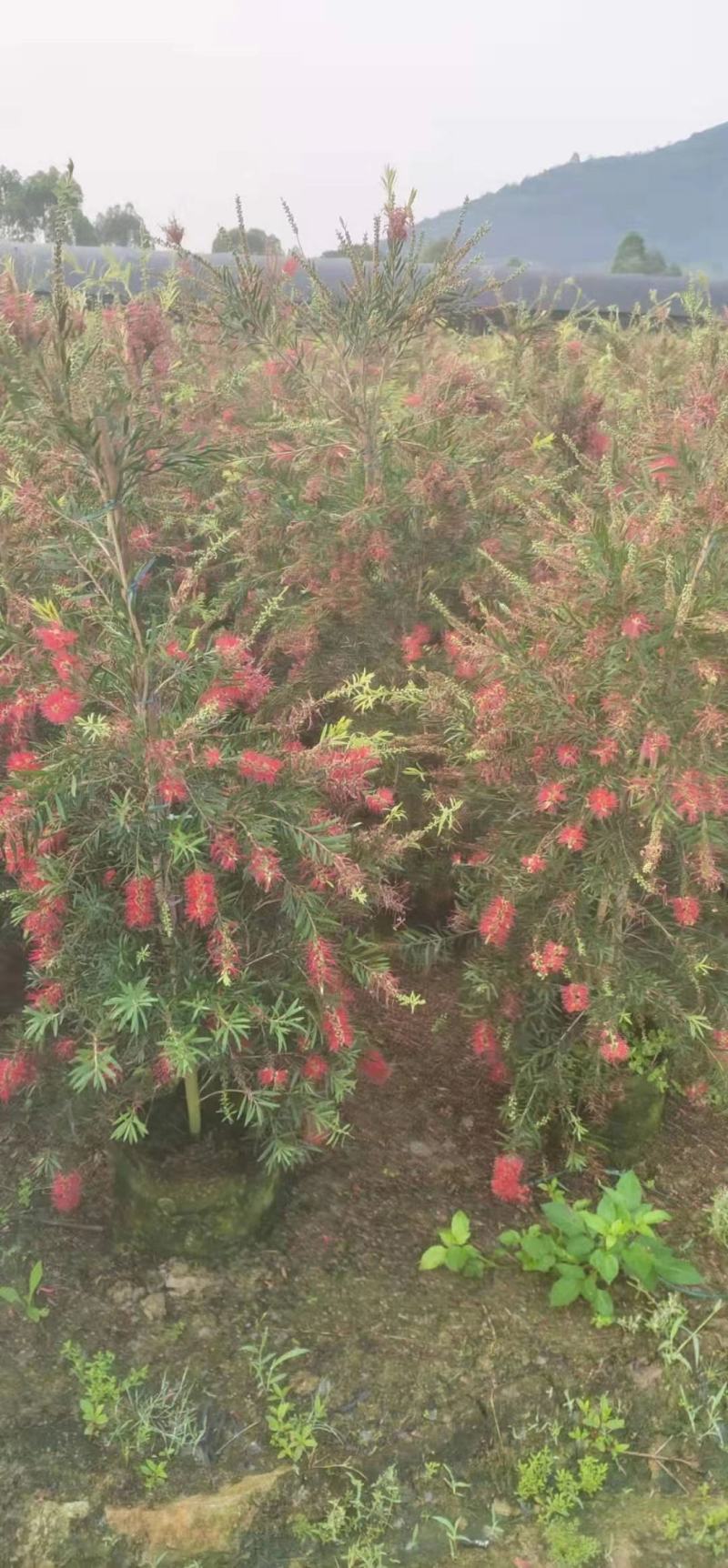 多花红千层基地直销，佛山基地整车发货，开花绿植