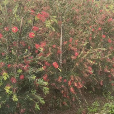 多花红千层基地直销，佛山基地整车发货，开花绿植