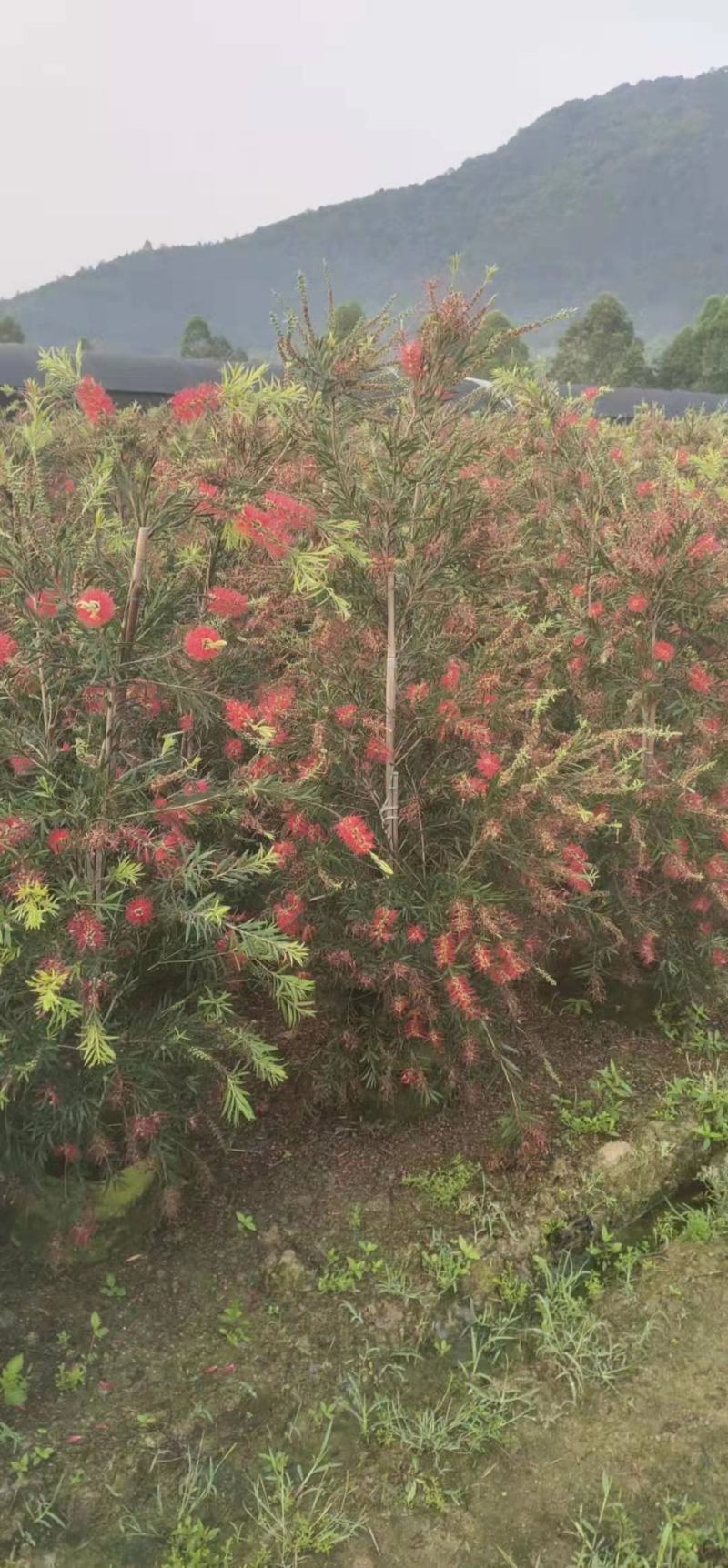 多花红千层基地直销，佛山基地整车发货，开花绿植