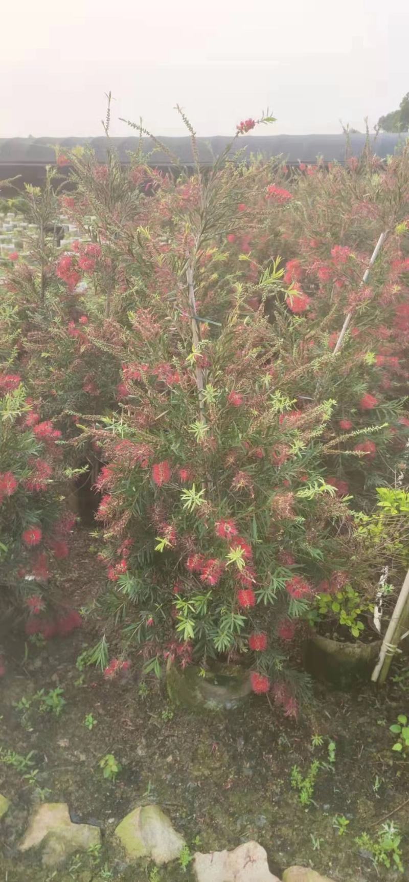 多花红千层基地直销，佛山基地整车发货，开花绿植