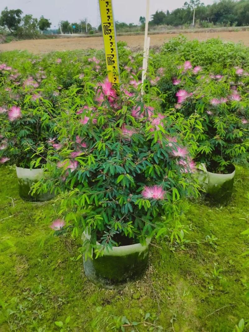 香水合欢盆栽花卉基地直销，批发价格，整车发货