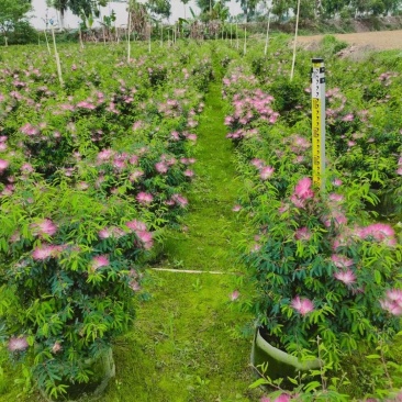 香水合欢盆栽花卉基地直销，批发价格，整车发货