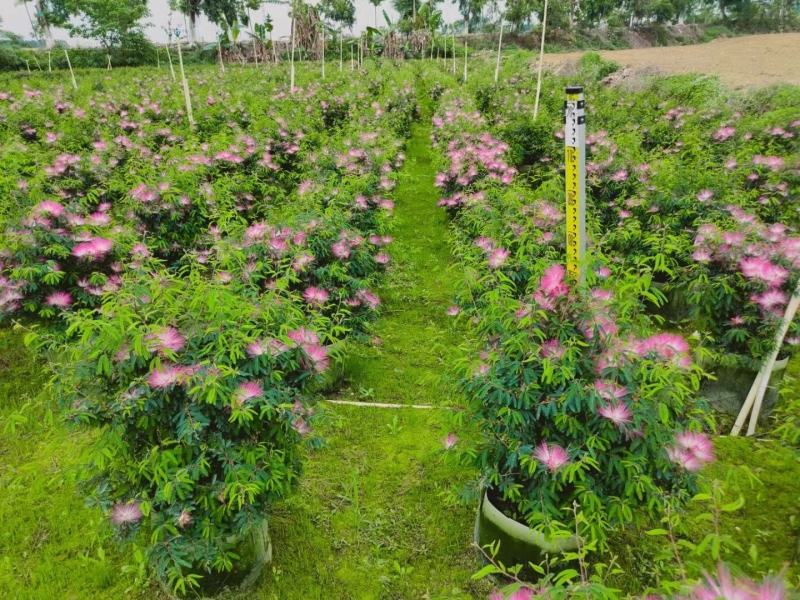 香水合欢盆栽花卉基地直销，批发价格，整车发货