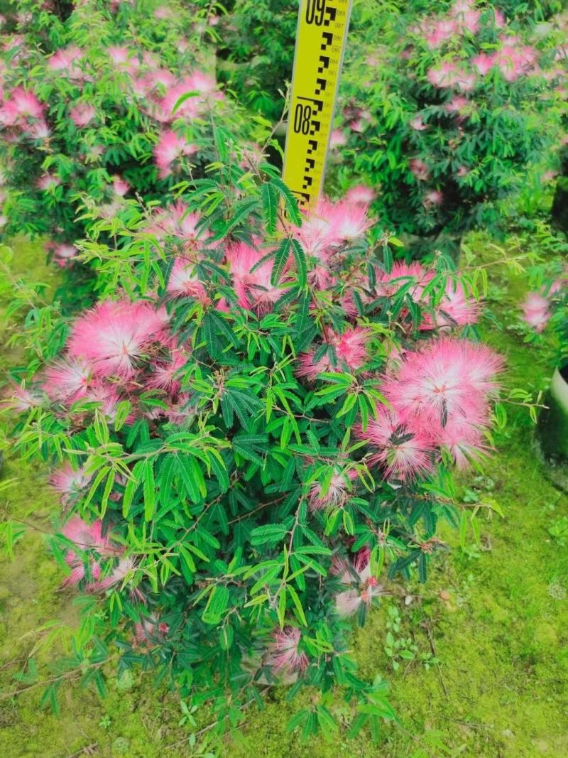 香水合欢盆栽花卉基地直销，批发价格，整车发货