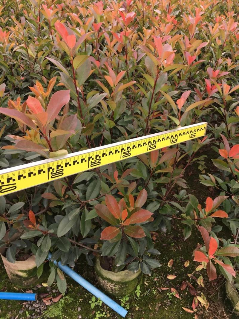 红叶石楠基地直销，批发价格，佛山基地整车发货