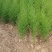 芦笋苗