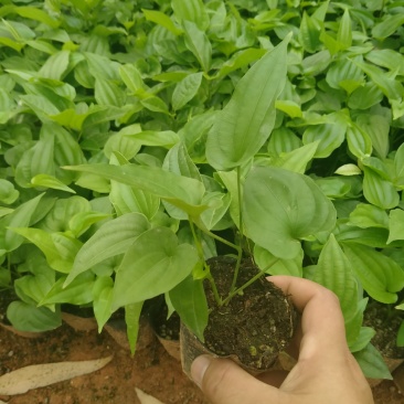 百部苗：种植2年成中药材，一棵产20斤左右，经济效益高