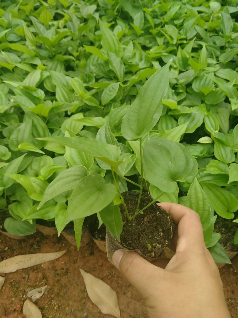 百部苗：种植2年成中药材，一棵产20斤左右，经济效益高