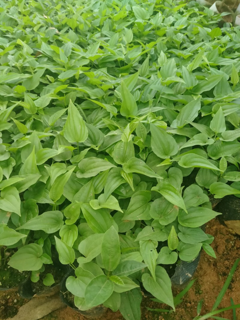 百部苗：种植2年成中药材，一棵产20斤左右，经济效益高