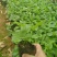 百部苗：种植2年成中药材，一棵产20斤左右，经济效益高