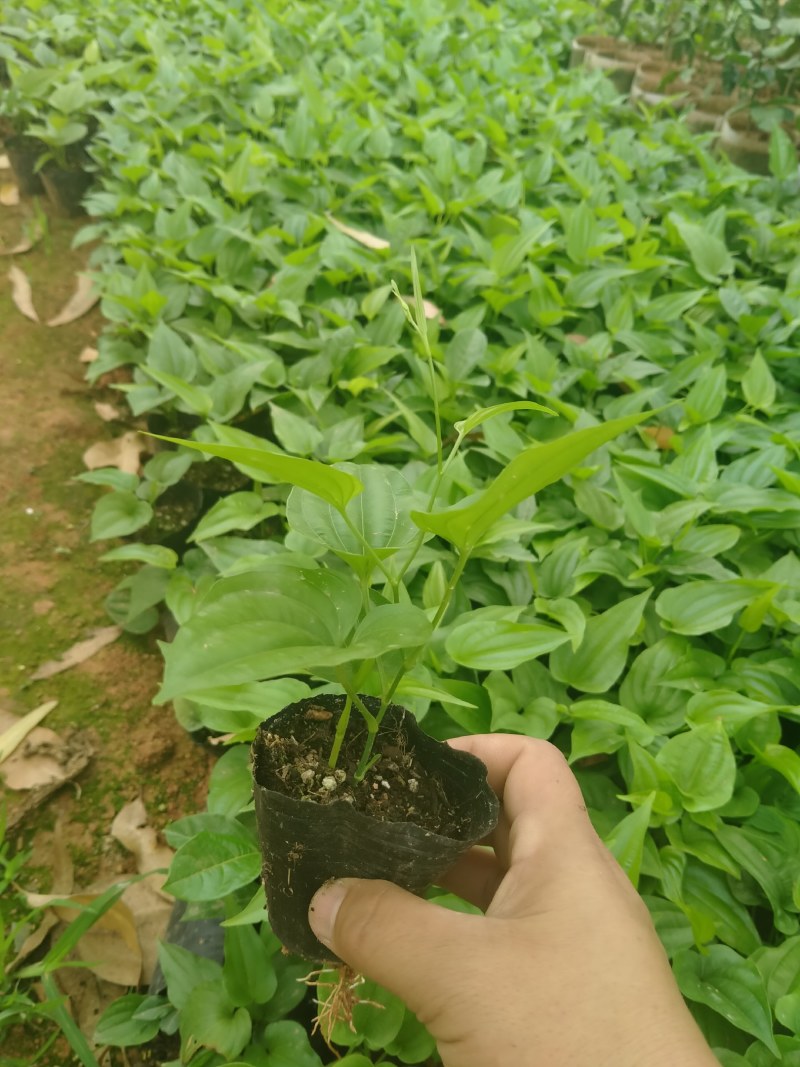 百部苗：种植2年成中药材，一棵产20斤左右，经济效益高