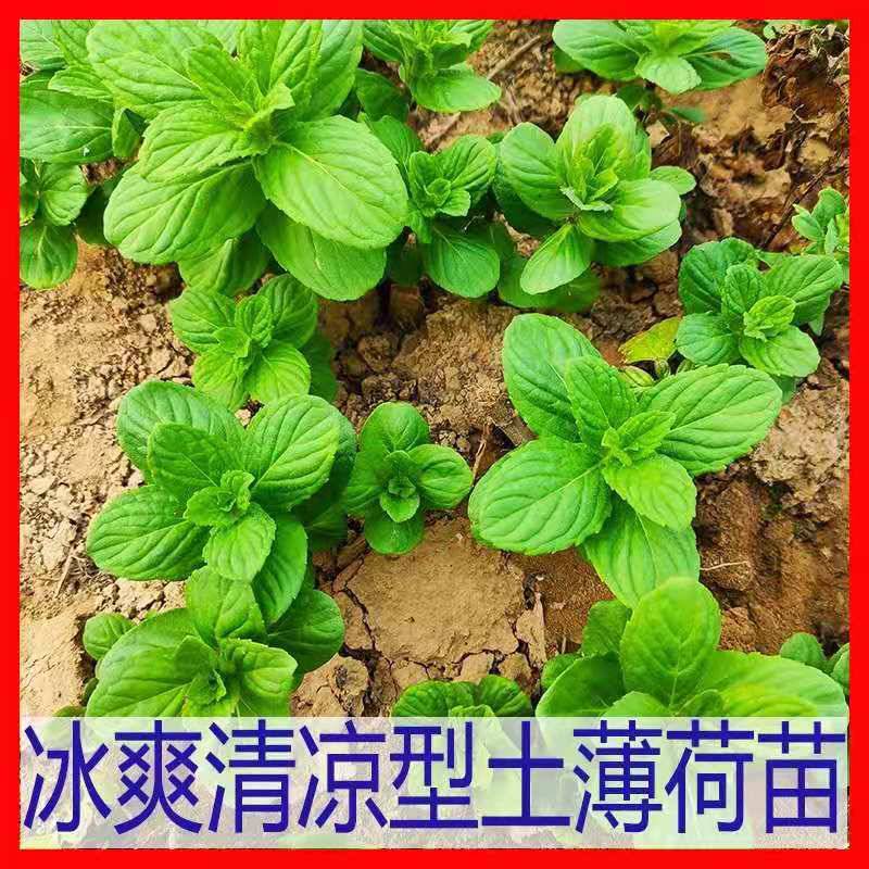 多品种薄荷盆栽新鲜可食薄荷叶好养植物室内驱蚊净化空气薄荷