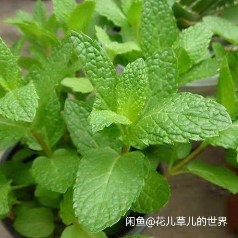 多品种薄荷盆栽新鲜可食薄荷叶好养植物室内驱蚊净化空气薄荷