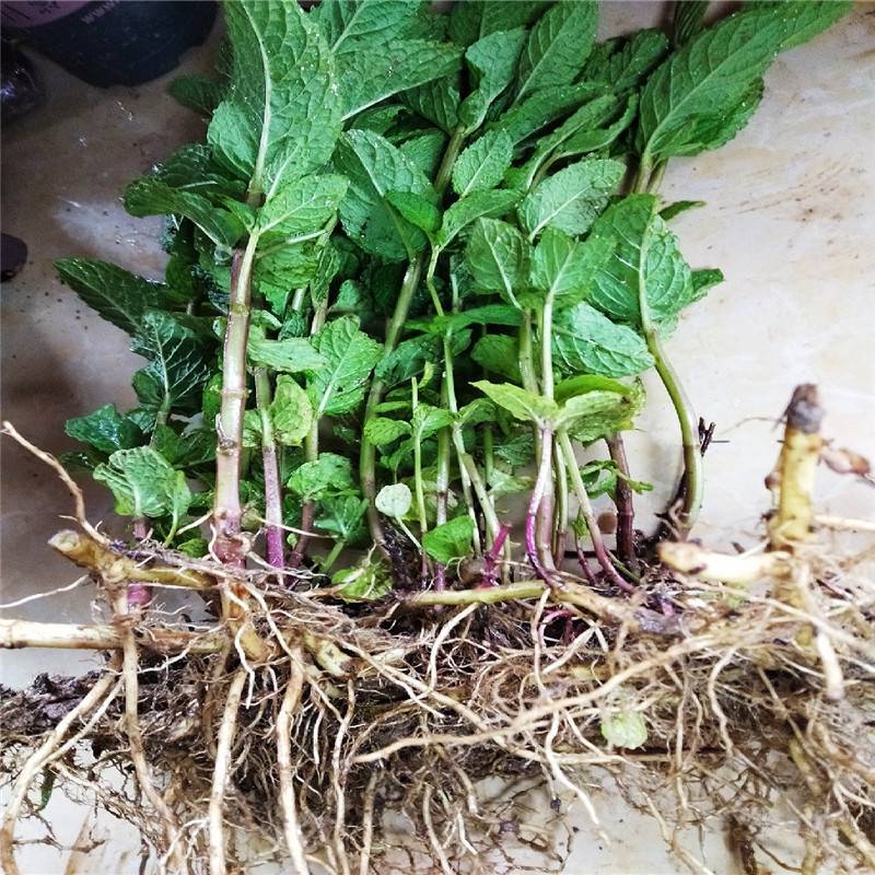 多品种薄荷盆栽新鲜可食薄荷叶好养植物室内驱蚊净化空气薄荷