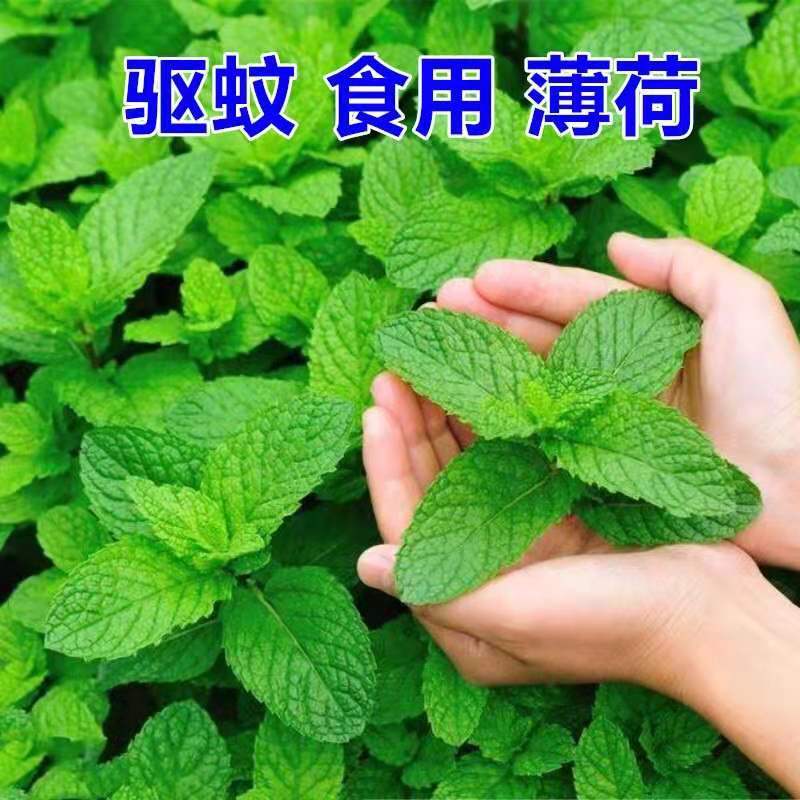 多品种薄荷盆栽新鲜可食薄荷叶好养植物室内驱蚊净化空气薄荷