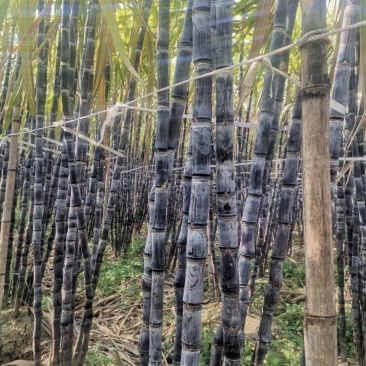 黑皮甘蔗种：南丶北方均可种植，生长快，果蔗脆甜，产量高