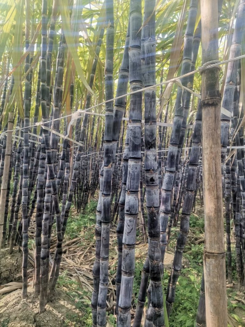 黑皮甘蔗种：南丶北方均可种植，生长快，果蔗脆甜，产量高