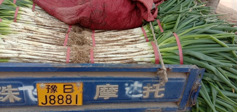 开封晚抽大葱，量大，价优，长白40以上，大小分拣。