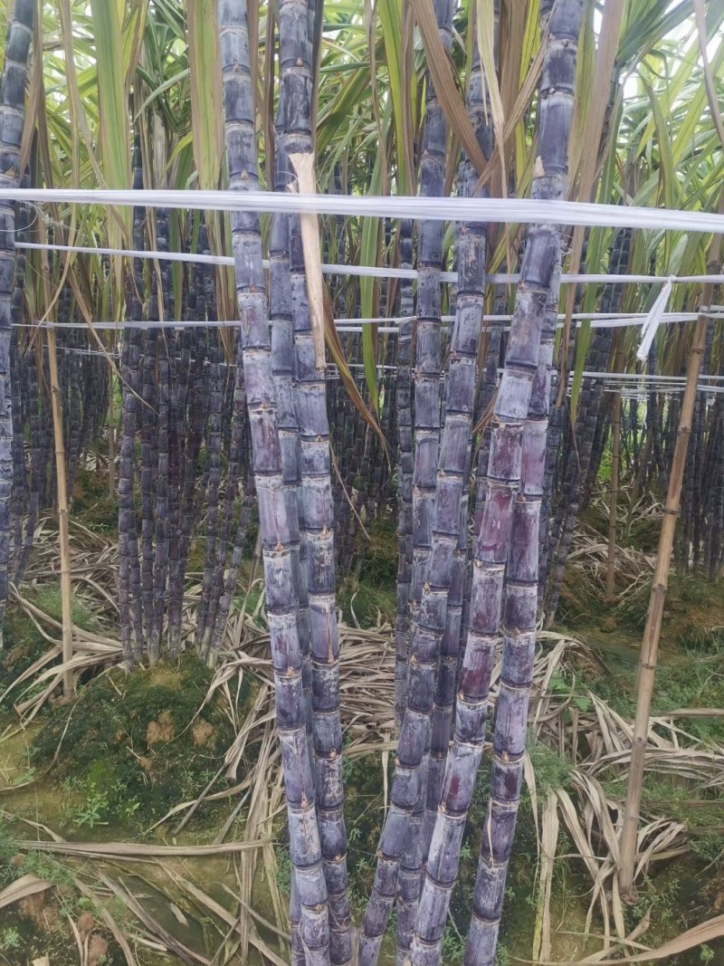黑皮甘蔗种：南丶北方均可种植，生长快，果蔗脆甜，产量高
