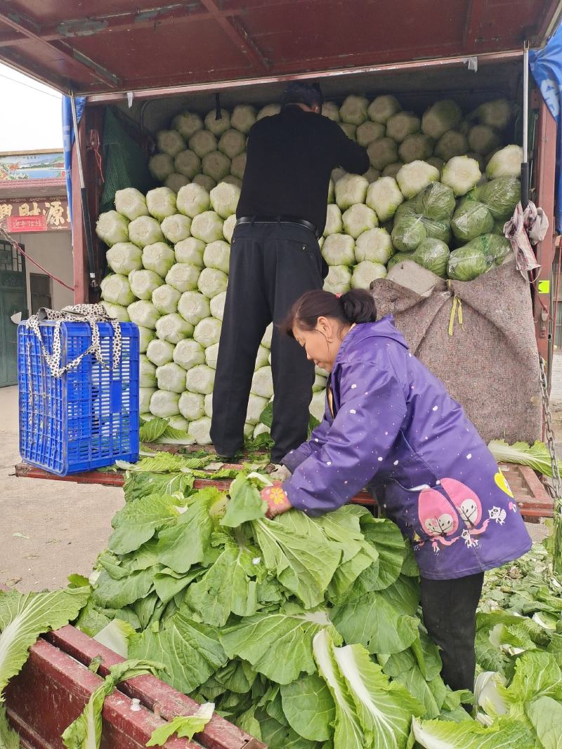 山东单县黄心大白菜大量供应量大从优协助找车