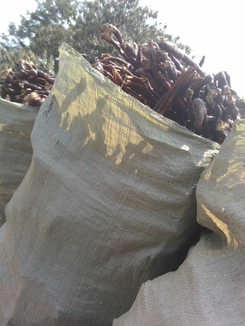 推荐山东灵芝草可加工产地直销批发零售量大从优