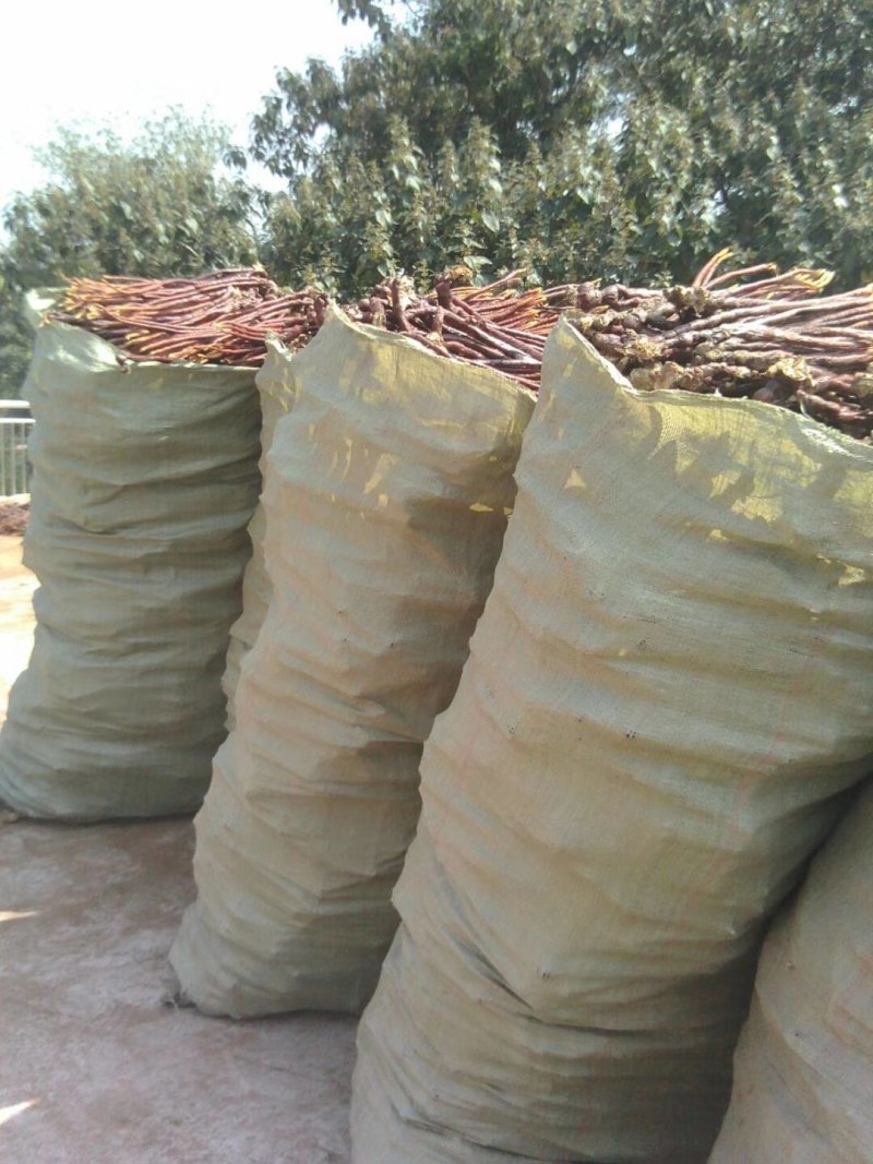 推荐山东灵芝草可加工产地直销批发零售量大从优