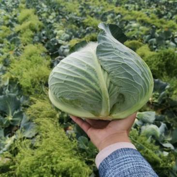 蔬菜/甘蓝类/甘蓝/扁包甘蓝个头均匀色泽秀绿
