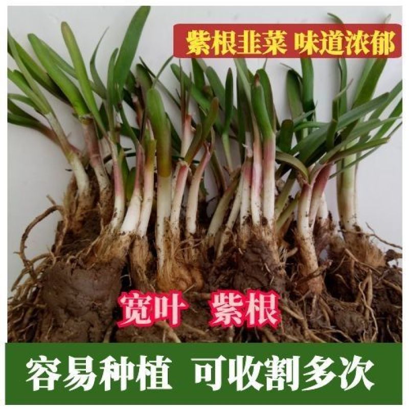 【包邮价】韭菜根基地直供阳台盆栽地栽地栽四季可种包活