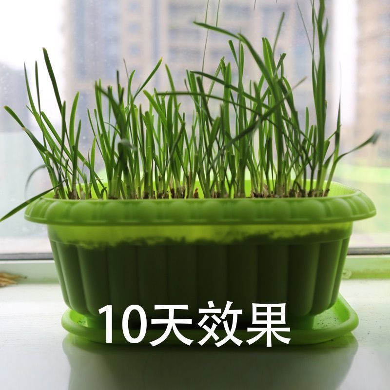 【包邮价】韭菜根基地直供阳台盆栽地栽地栽四季可种包活